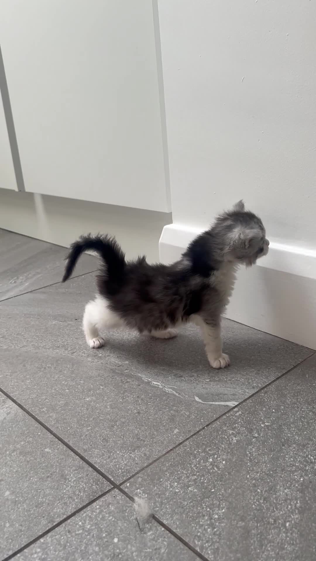 Maine Coon cats for sale: Beautiful chunky Maine Coon for sale  in Ballyclare - Video 3