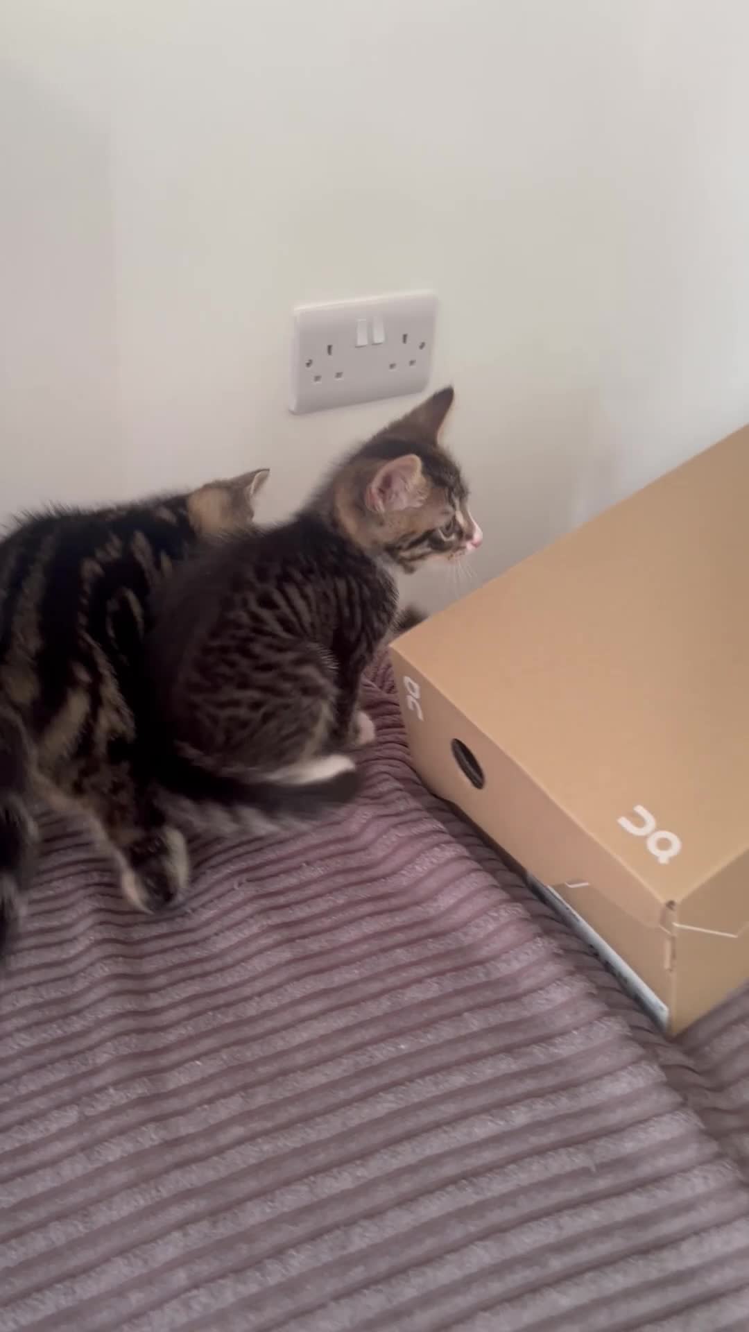 Mixed Breed cats for sale: 3 Playful beautiful kittens, 1 girl 2 boys - Video 1