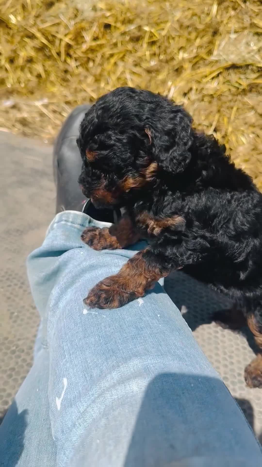 Cockapoo dogs for sale: Wow just wow 🤩  - Video 1