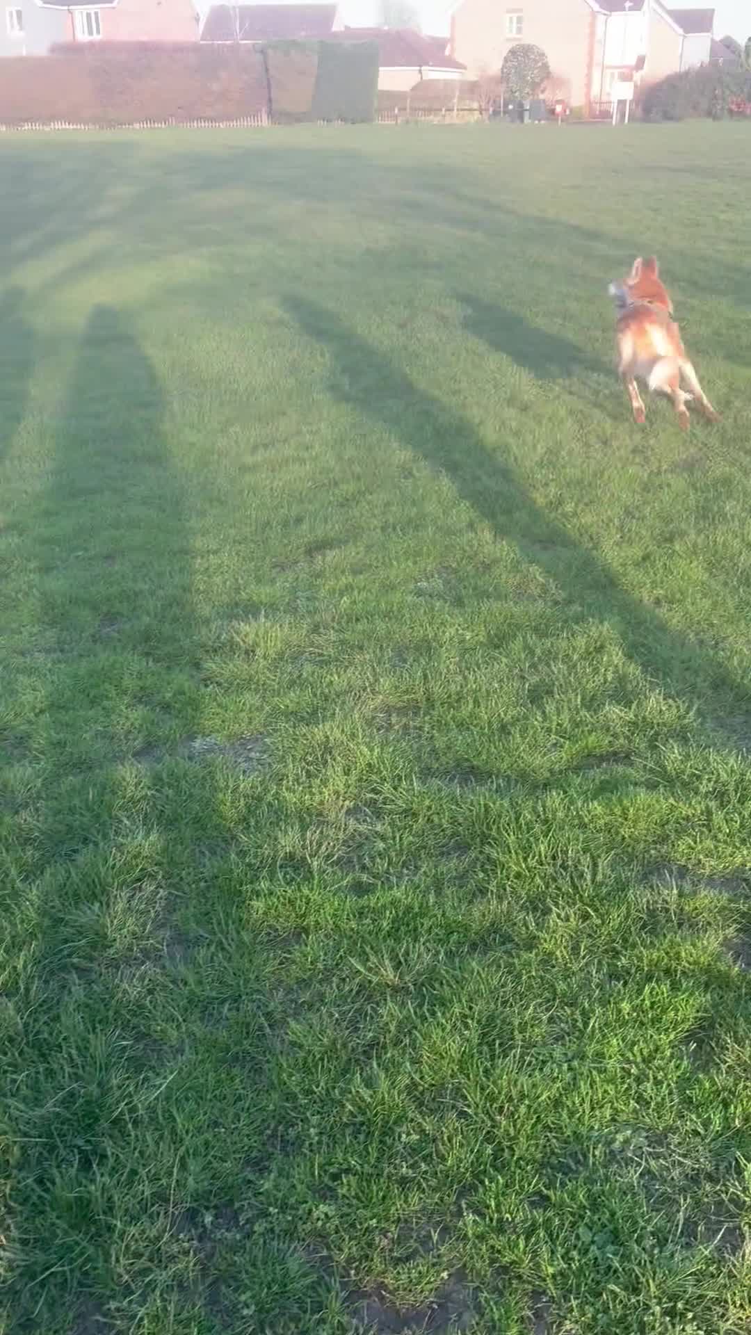 Mixed Breed dogs for sale: Husky X - Video 1