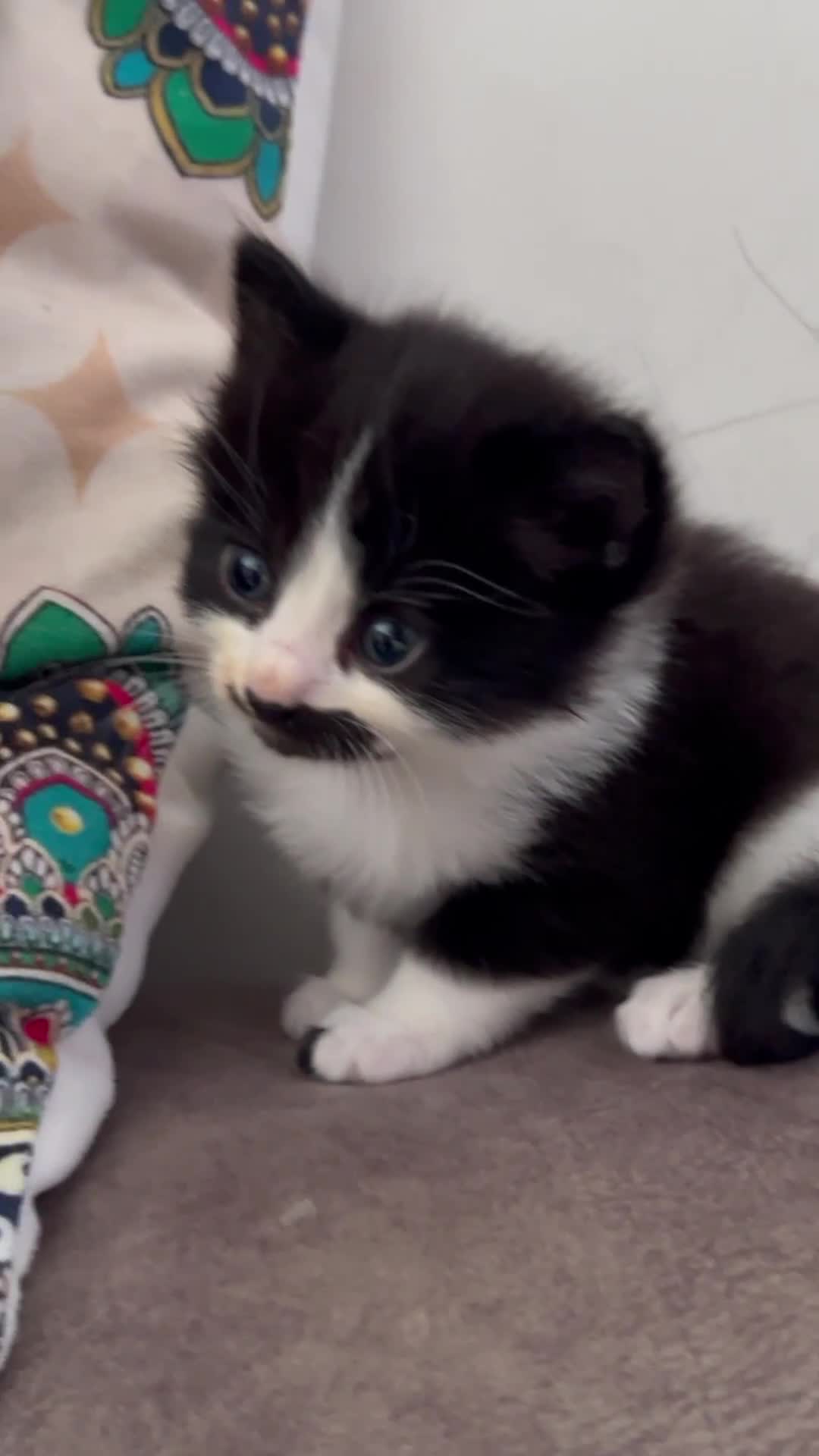 Domestic Shorthair cats for sale: Beautiful 5 tuxedo kittens available for new home. - Video 4