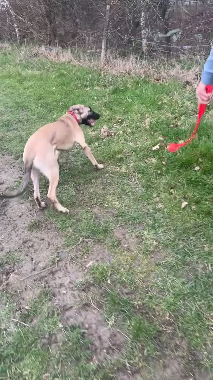 Mixed Breed dogs for sale: 9 month old pup looking for his forever home  - Video 2