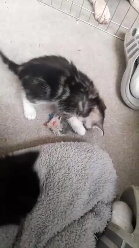 Bengal cats for sale: 4 kittens available  - Video 1