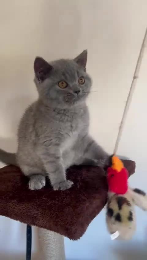 British Shorthair cats for sale: Gorgeous Brittsh Kittens Fully Vaccinated  - Video 5