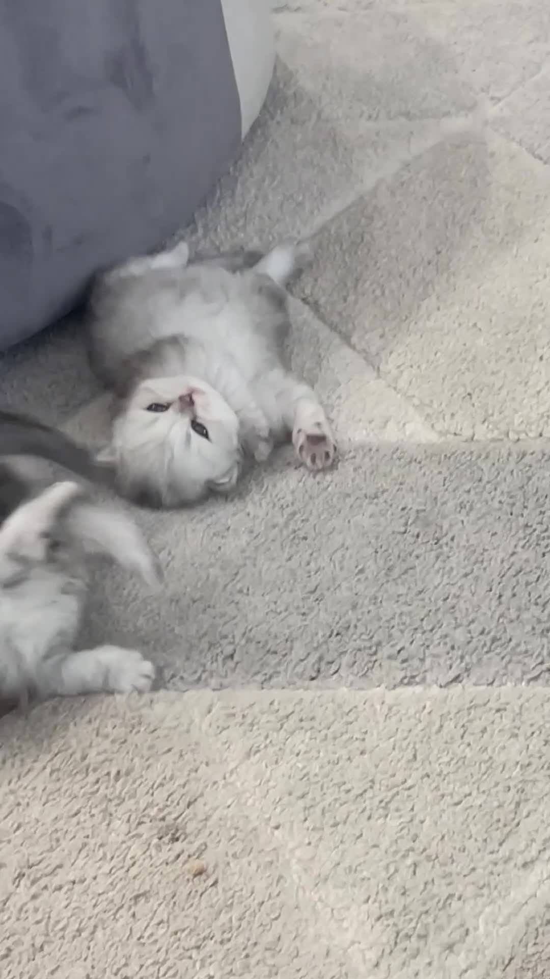 Persian cats for sale: Beautiful Persian Kittens - Video 3