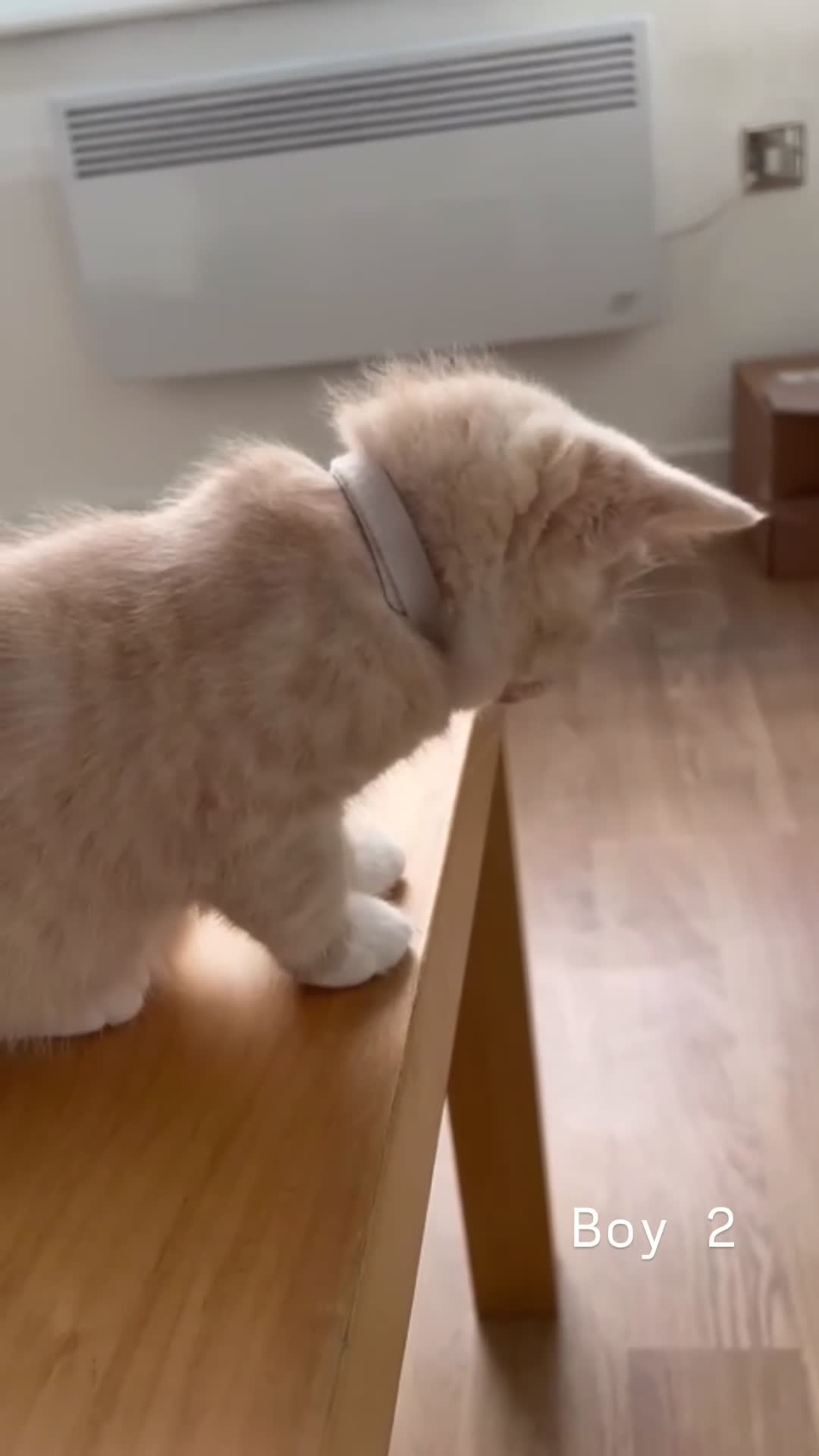 Mixed Breed cats for sale: [READY NOW] British Shorthair x Mainecoon - Video 1
