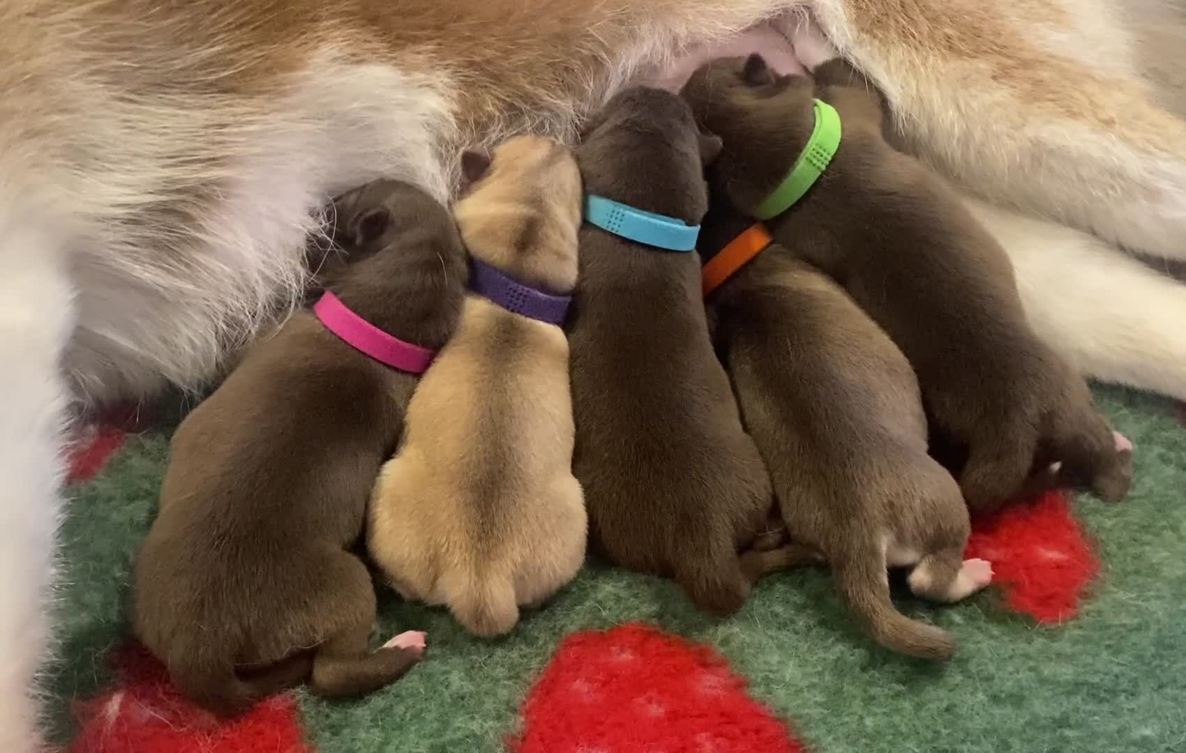 Siberian Husky dogs for stud: Oreo PROVEN!! in Warwick - Video 1