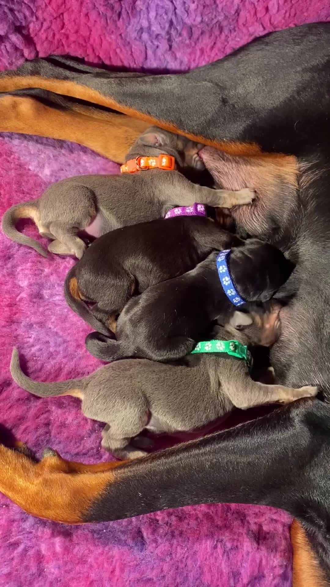Dobermann dogs for sale: *KC REGISTERED* HEALTH TESTED DOBERMAN PUPPIES* - Video 1