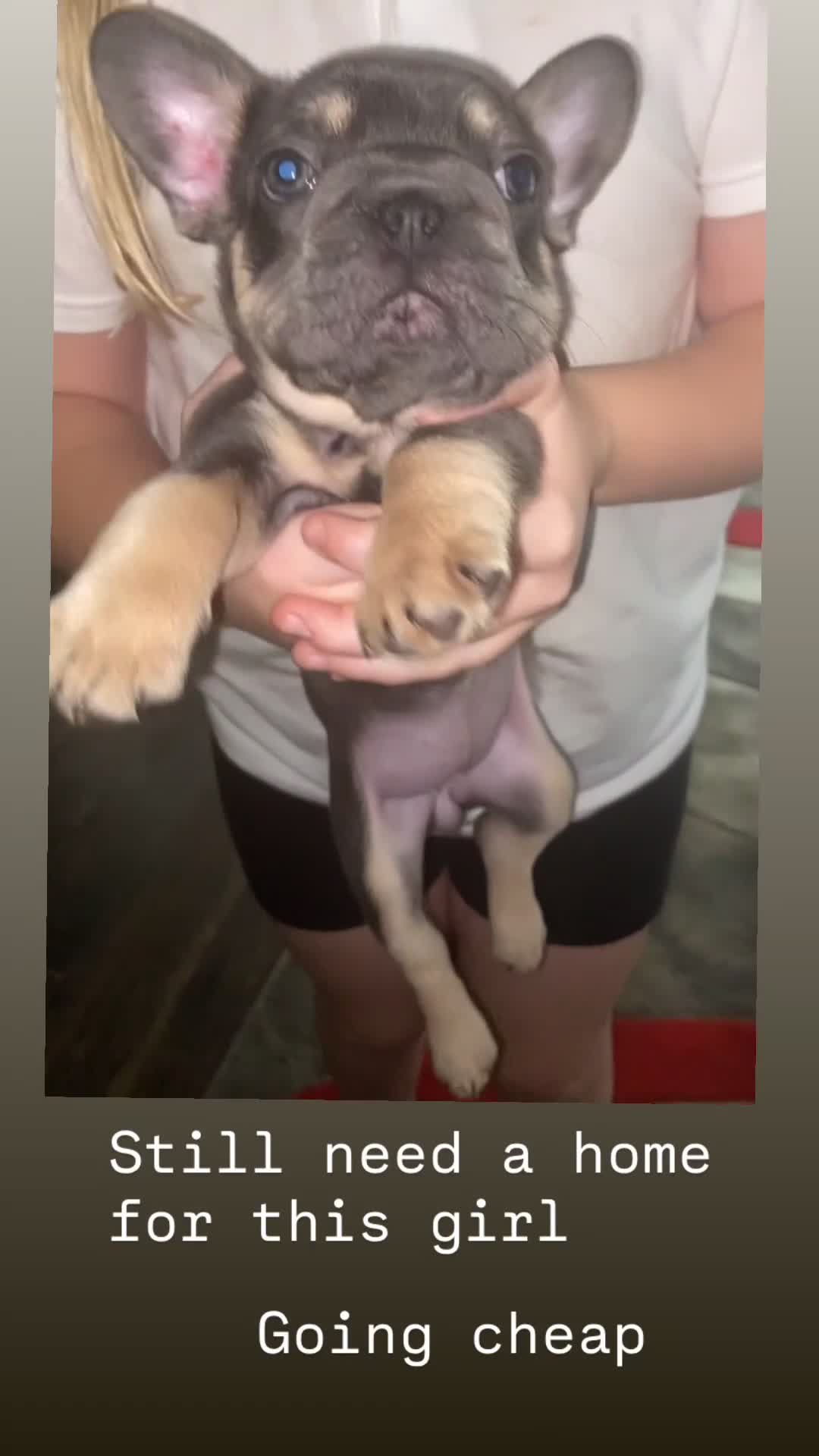 French Bulldog dogs for sale: Two French bulldog pups left discounted  - Video 1
