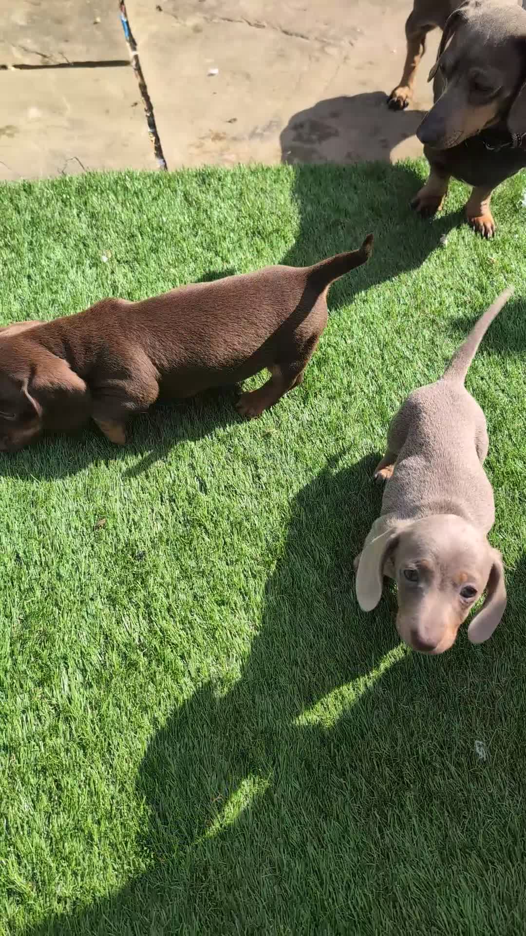 Miniature Dachshund dogs for sale: Miniature dachshund boys - Video 1