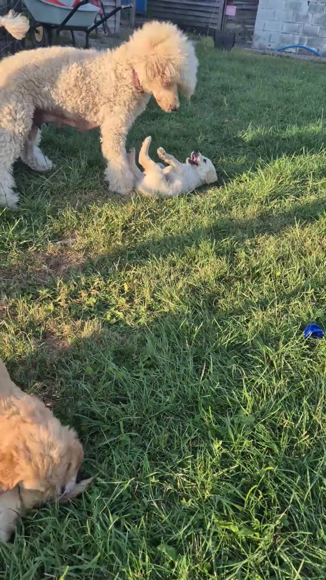 Goldendoodle dogs for sale: Beautiful Home-Raised F1 Goldendoodles Ready 23/7 - Video 3