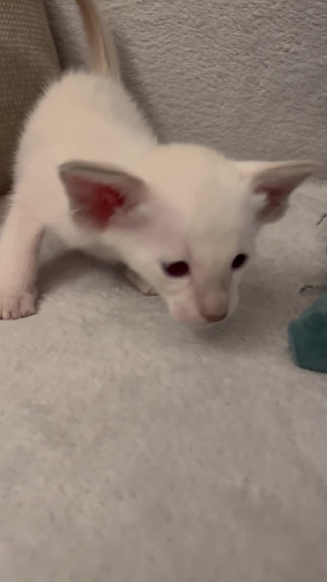 Siamese cats for sale: Outstanding pedigree Siamese Oriental kittens - Video 1