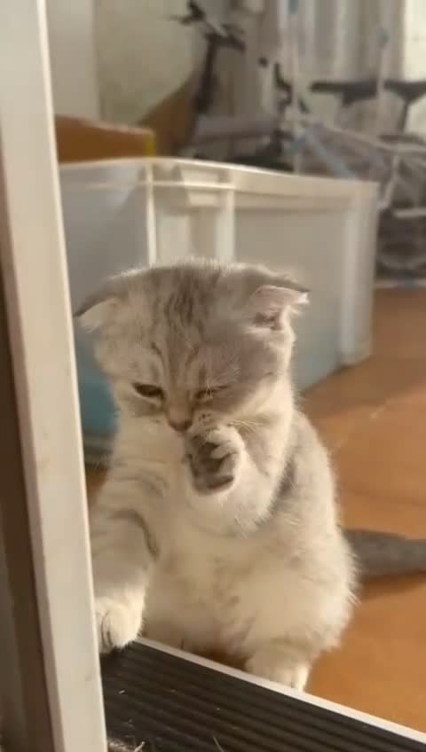 Mixed Breed cats for sale: Clever kittens need a new home  - Video 1