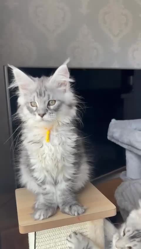 Maine Coon cats for sale: READY TO LEAVE Outstanding Maine coon kittens  - Video 3