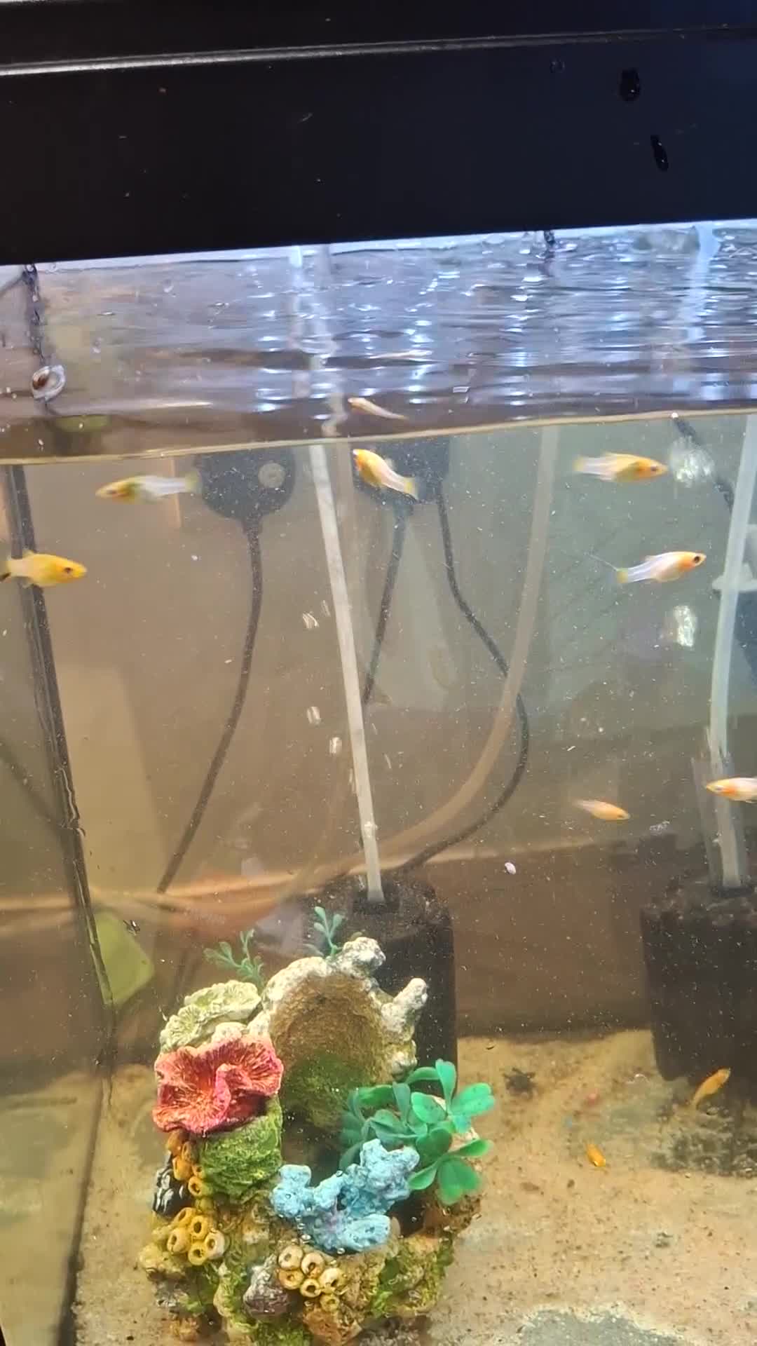 Mollies fish for sale: Yellow mollie fish . 5/6weeks old  - Video 1