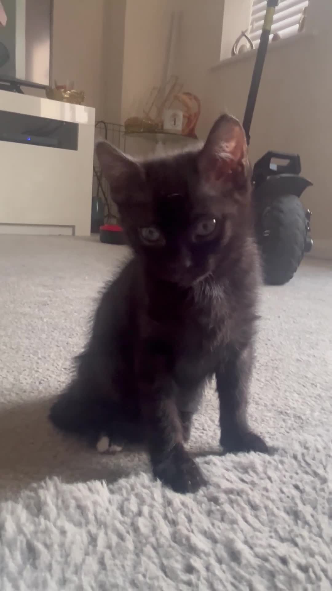 Bengal cats for sale: Beautiful kittens  - Video 1