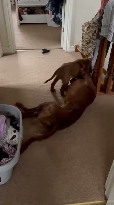 Irish Setter dogs for sale: Irish Setter Puppy - Video 3