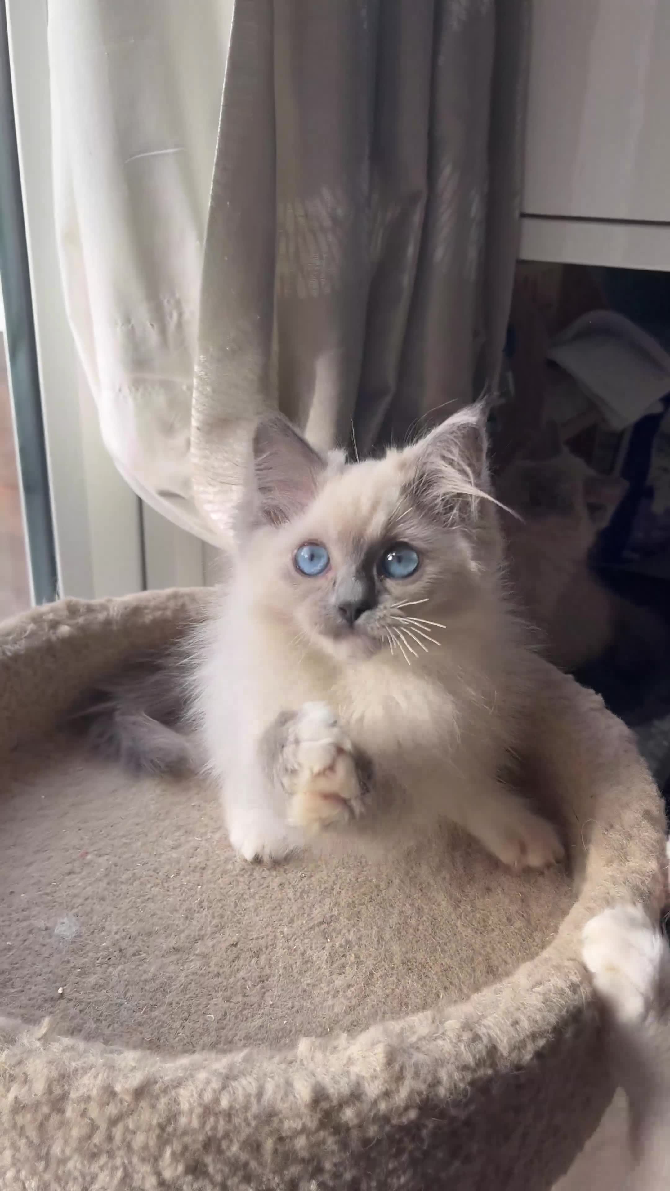 Ragdoll cats for sale: ❤️ Gorgeous ragdoll kittens ready now  ❤️ - Video 2