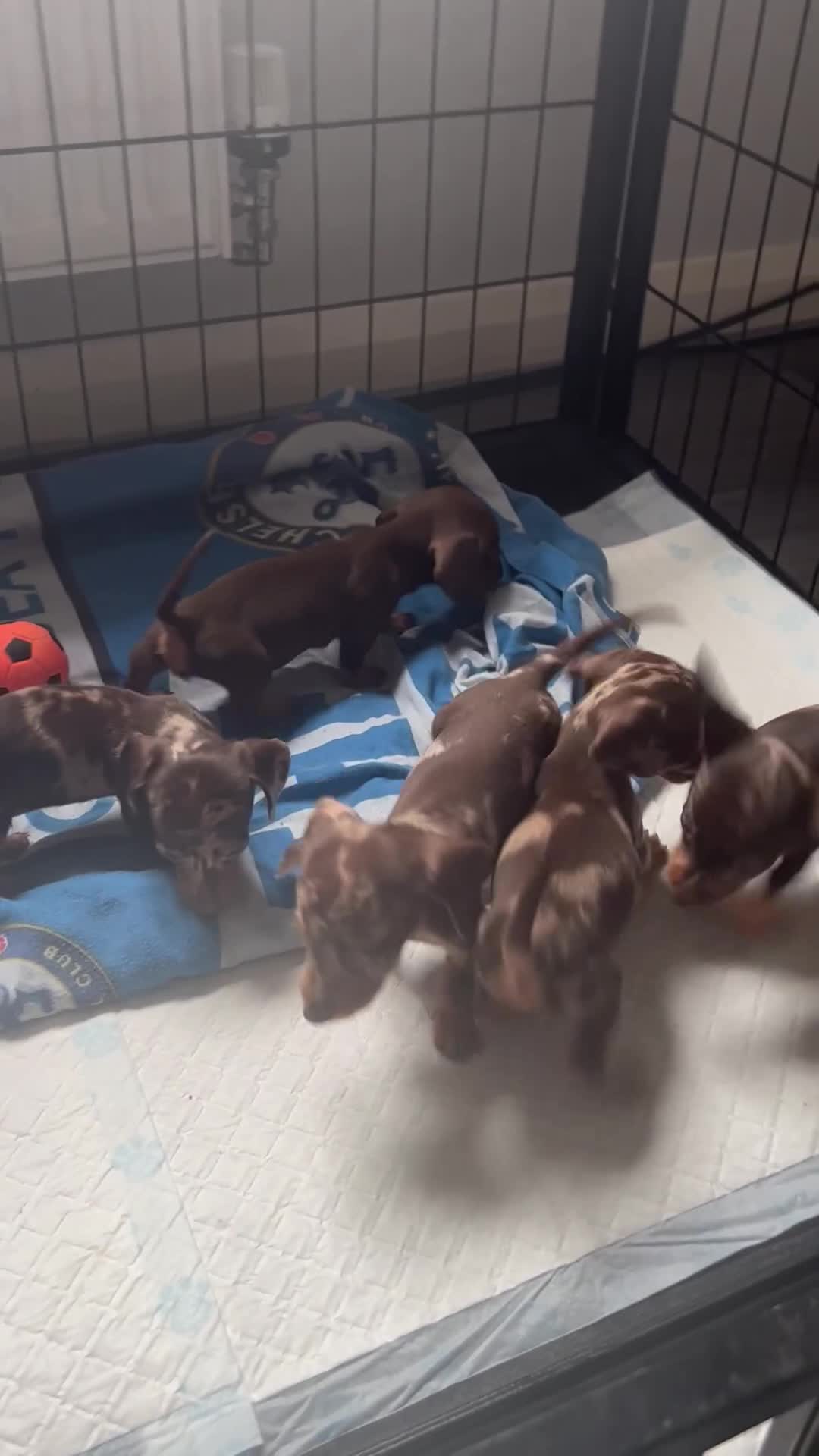 Miniature Dachshund dogs for sale: Beautiful mini dapple and chocolate dachshund  - Video 1