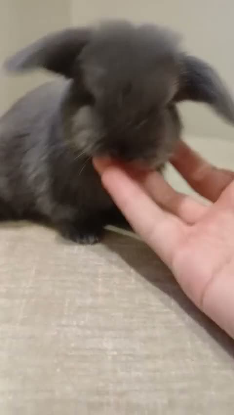 Mini Lop rabbits for sale: Baby Eclipse is ready to reserve!! - Video 2