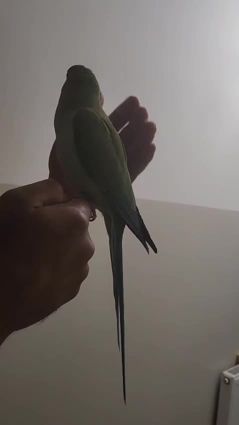 Parrots birds for sale: Beautiful super tame Ringneck parrots  - Video 3
