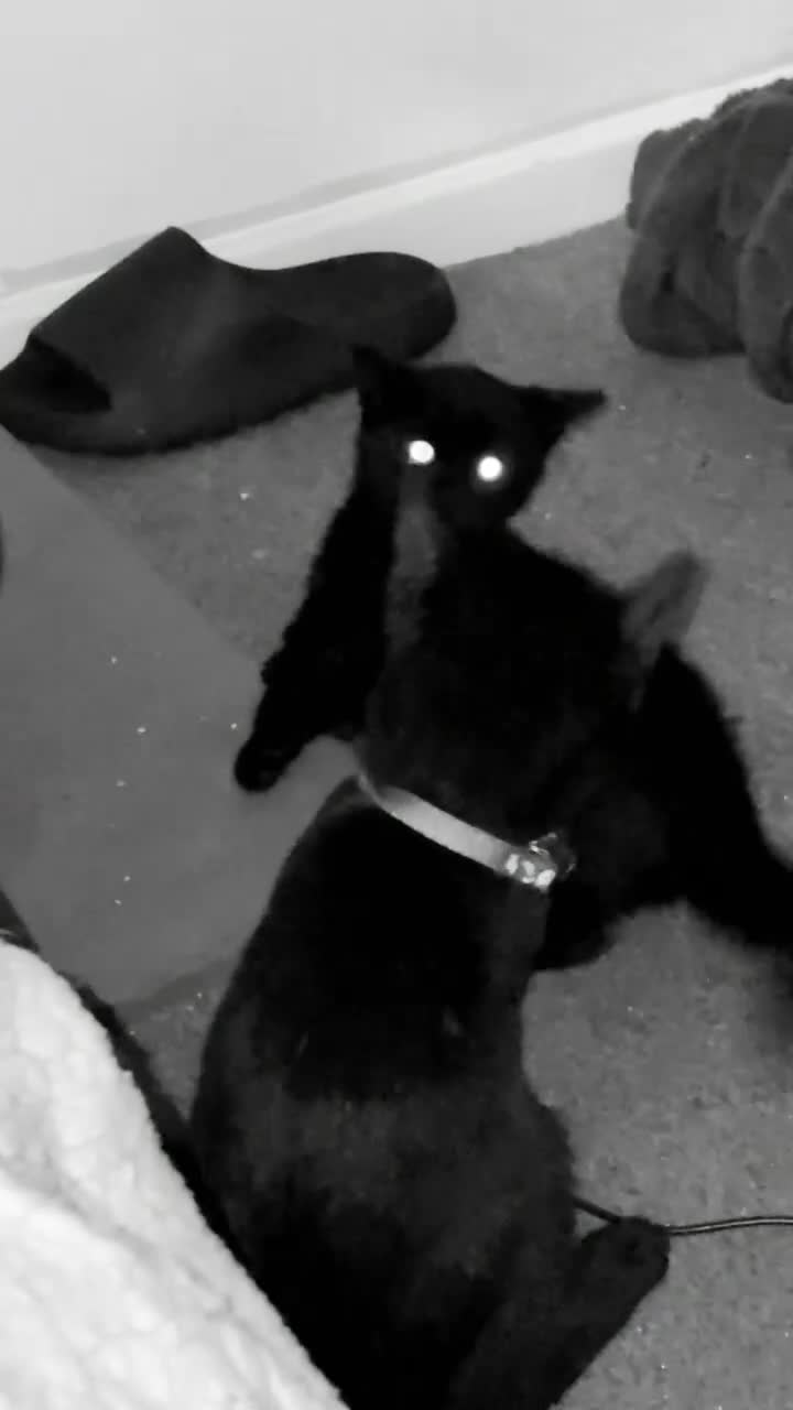 Bombay cats for sale: Black beauties🧡 - Video 1
