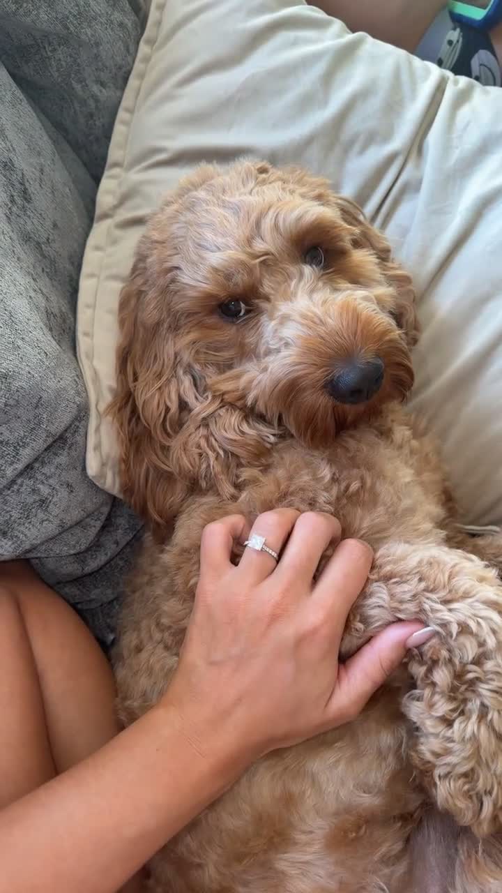 Cockapoo dogs for stud: Woody - Red F1 Cockapoo Available for Stud - Video 1