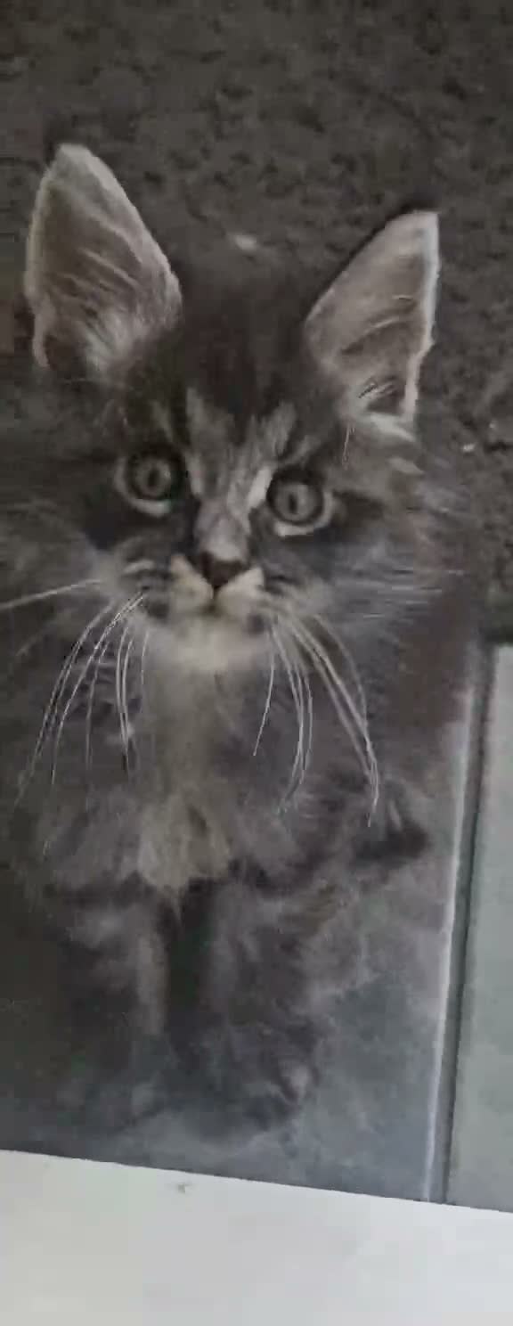 Maine Coon cats for sale: Two beautiful Maine Coon kittens in West Bromwich - Video 5