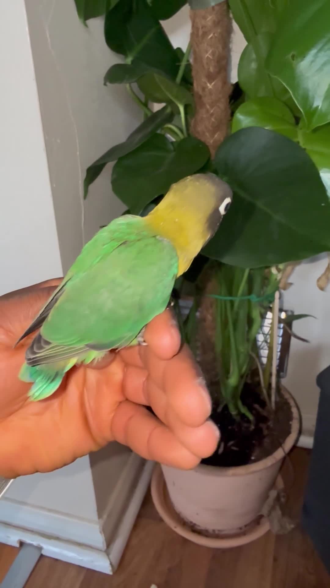 Lovebirds birds for sale:  Lovebirds  - Video 1