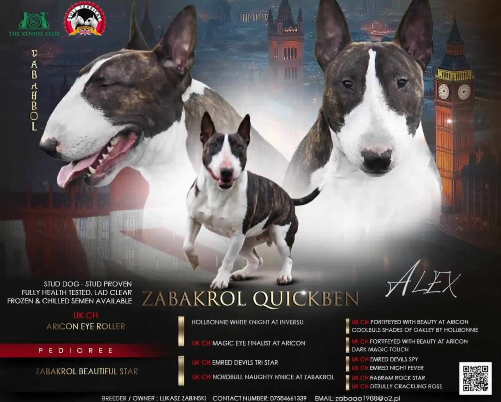 English Bull Terrier dogs for stud: "Pedigree Perfection" one of the best in the world - Video 4