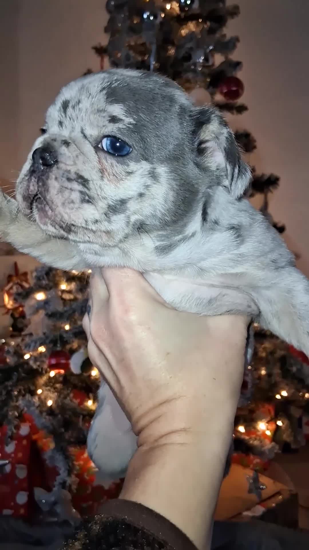 French Bulldog dogs for sale: 8 stunning french bulldogs - Video 1