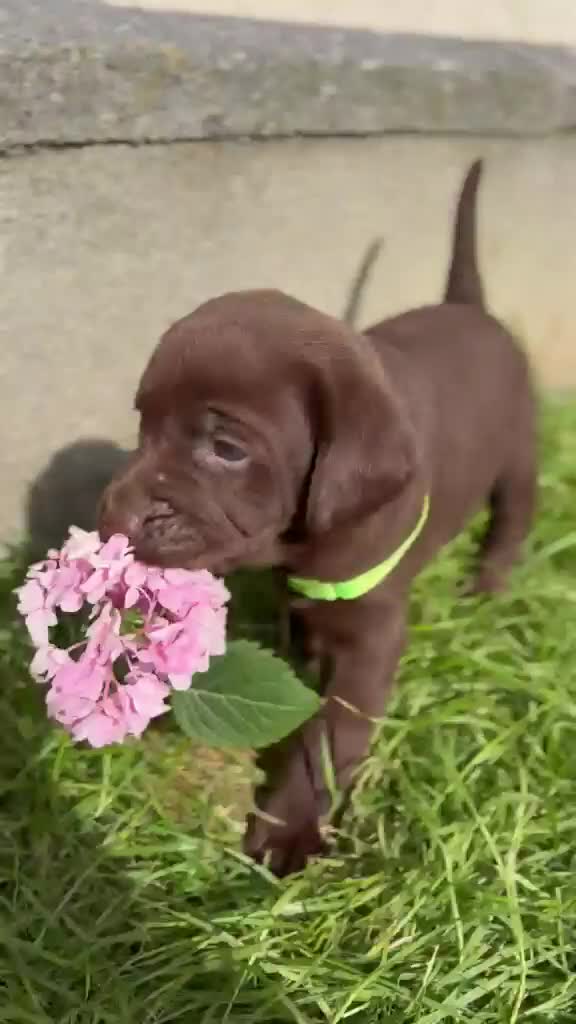 Labrador Retriever dogs for sale: ⭐️ KC Registered Chocolate Lab Puppies ⭐️ - Video 1