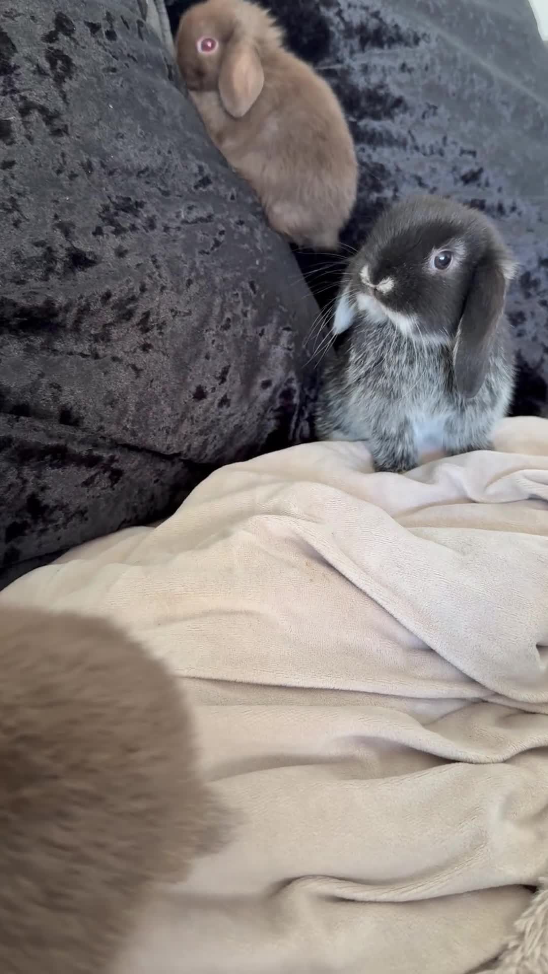 Mini Lop rabbits for sale: Gorgeous Mini Lop - Video 3