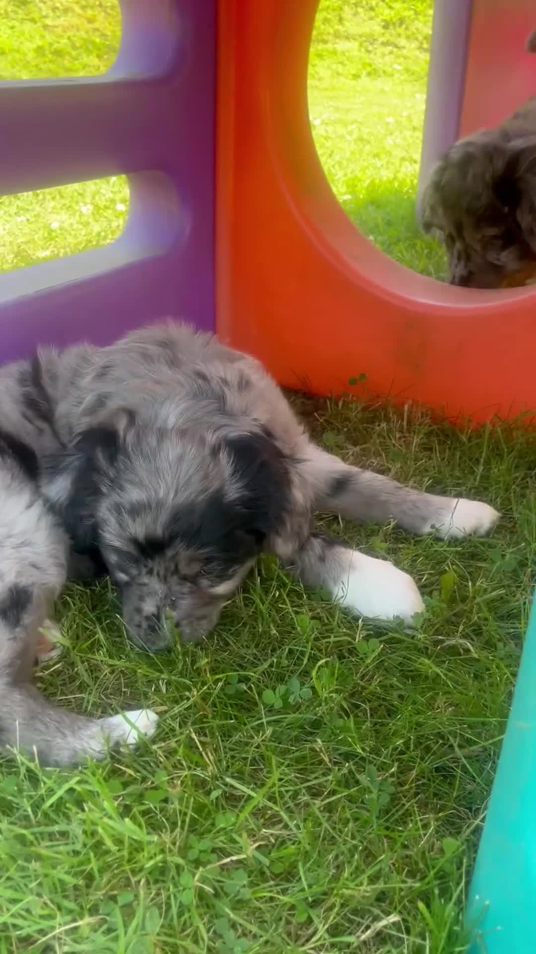 Golden Retriever dogs for sale: Beautiful Merle Golden Retriever x Border Collie - Video 1