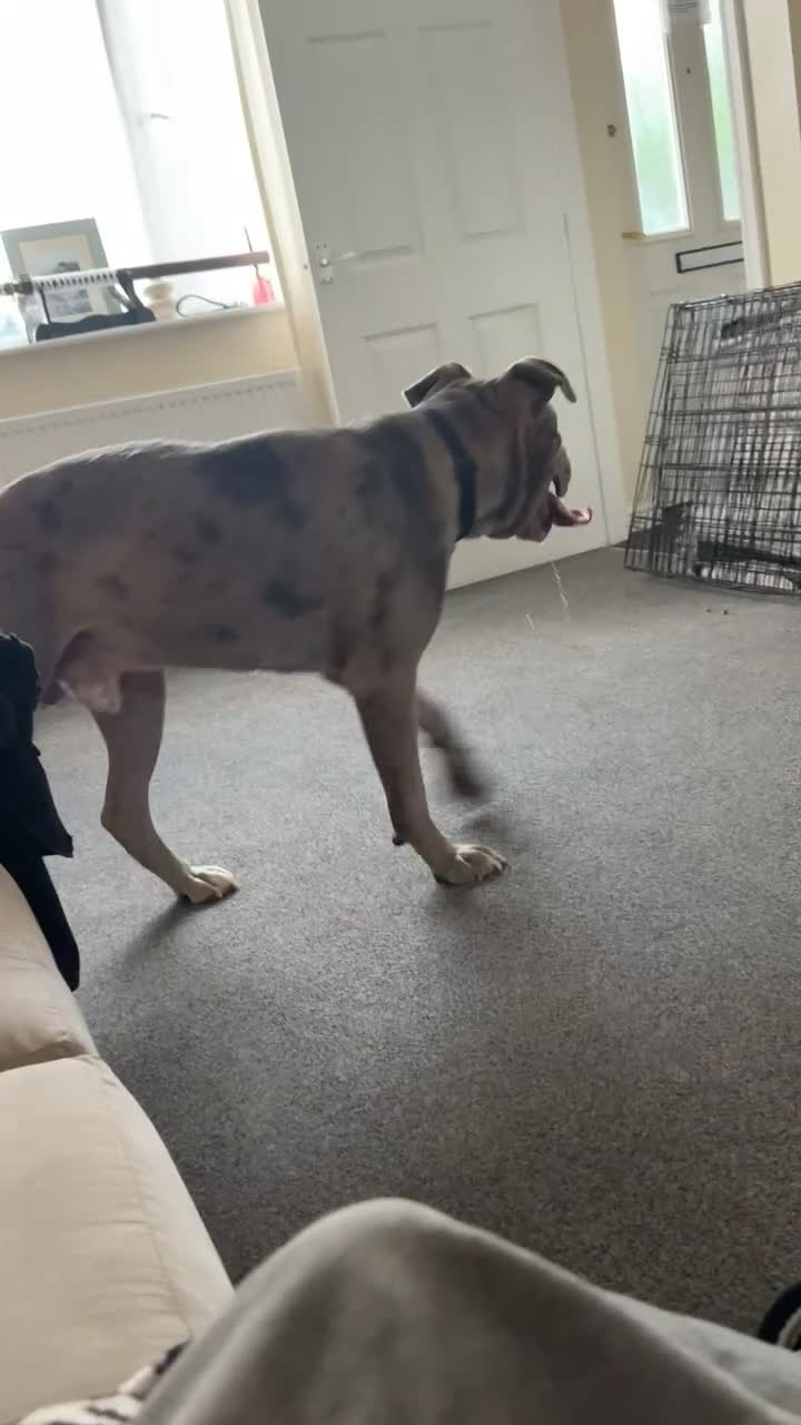 Cane Corso dogs for sale: lovely cane corso - Video 1