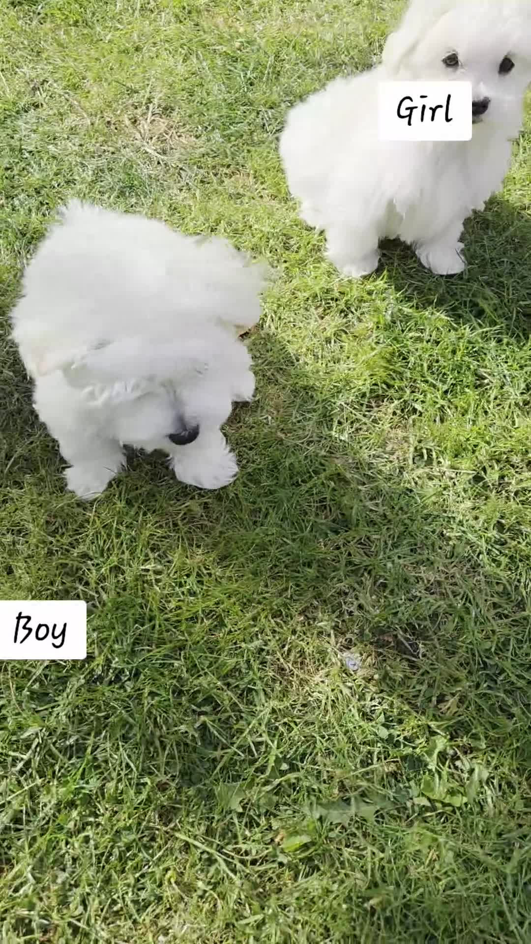Maltese dogs for sale: KC Reg*Champion Bloodline Maltese Puppies  in Wakefield - Video 1