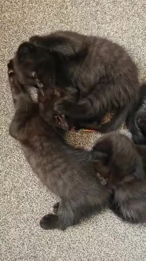 Mixed Breed cats for sale: Scottish Fold Mix Kittens –Ready 16th August 🐾 - Video 1