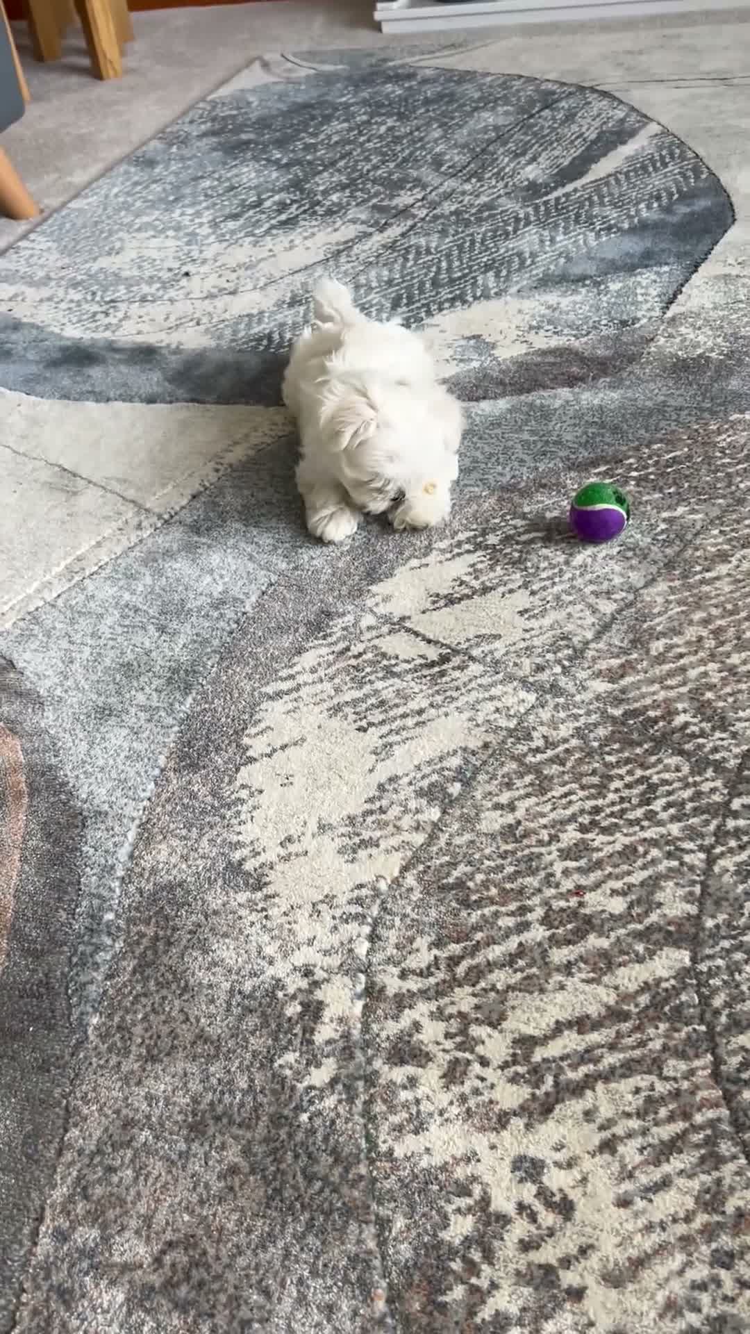 Maltese dogs for sale: KC Reg Korean Maltese Girl Puppy Ready now  - Video 1