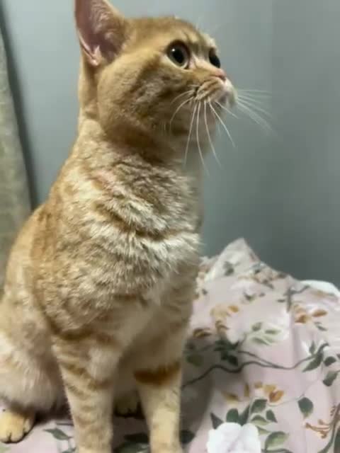 British Shorthair cats for stud: Stud: 16 m Male British Shorthair x Scottish Fold - Video 1