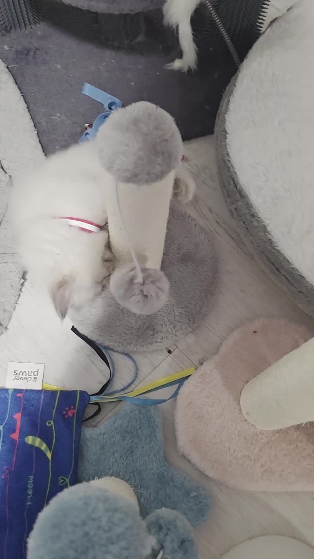 Ragdoll cats for sale: Pure blue point ragdoll kittens for sale - Video 2