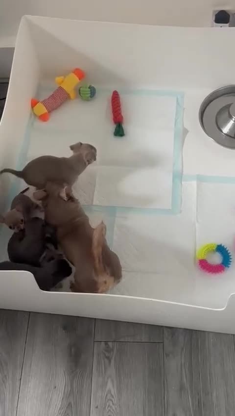 Chihuahua dogs for sale: Beautiful Chihuahua Puppies – 2 Males & 2 Females  in Broadstairs - Video 1