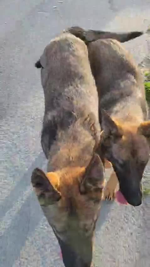 Belgian Shepherd Dog dogs for sale: Belgian malinois cross Czech Shepherd  - Video 1