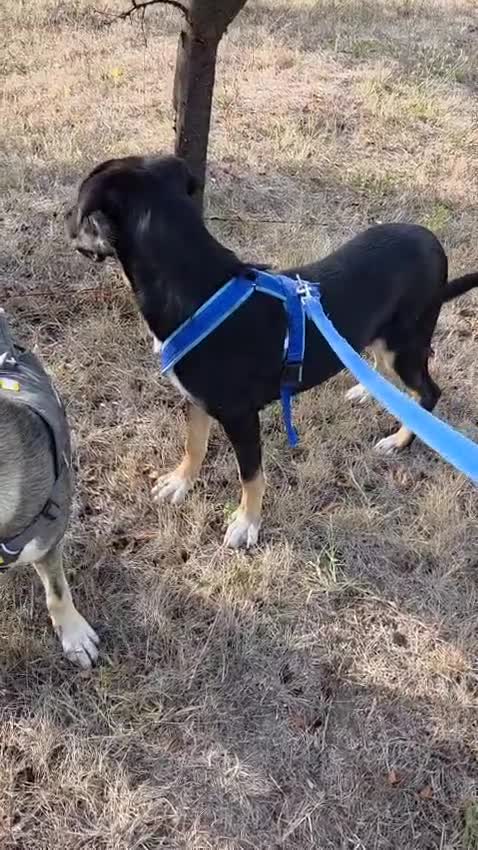 Mixed Breed dogs for adoption: RONA - a Lovely young Girl, for a Loving Home - Video 1