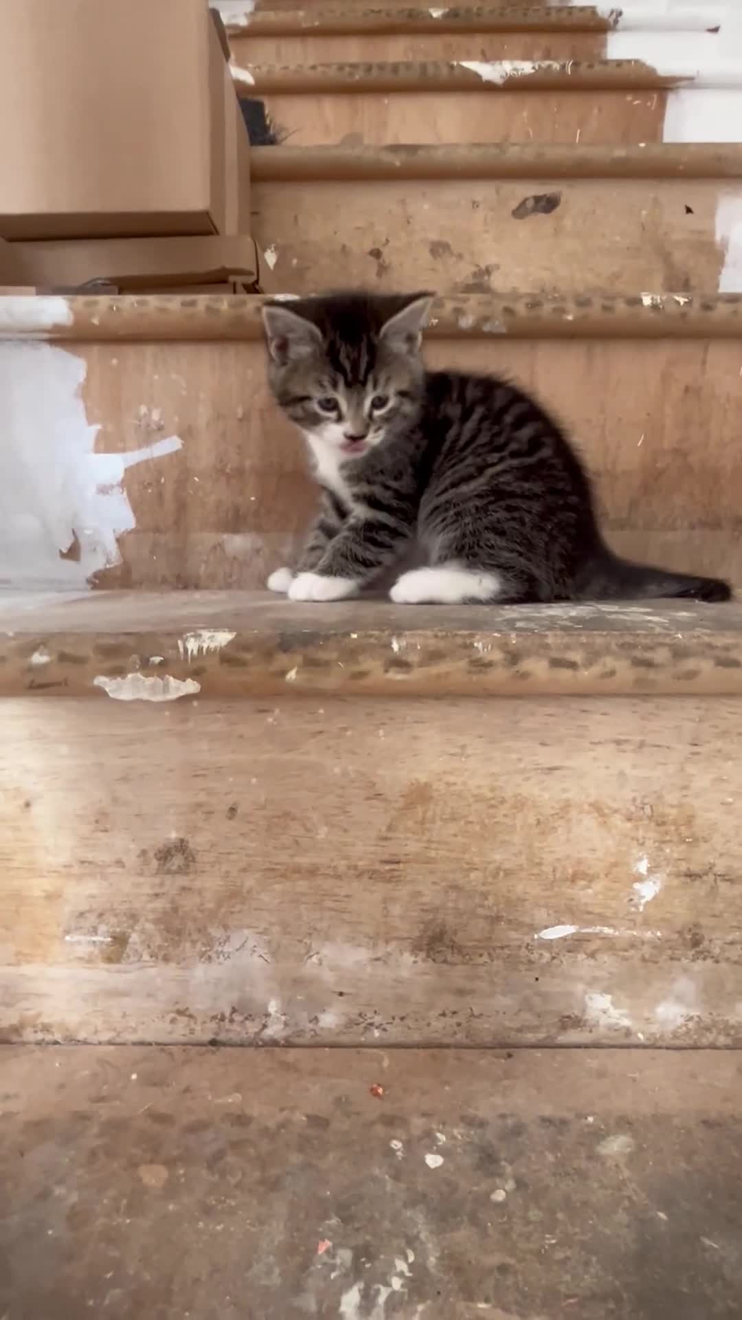 Mixed Breed cats for sale: 💕£70 DEEPLY AFFECTIONATE MALE RAGDOLL X  🐈‍⬛ 💕 - Video 1