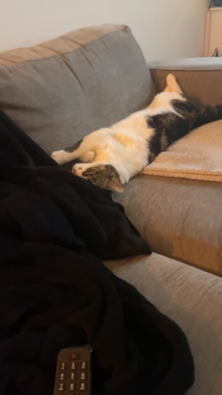 Domestic Shorthair cats for sale: 1 year old boy cat - Video 1