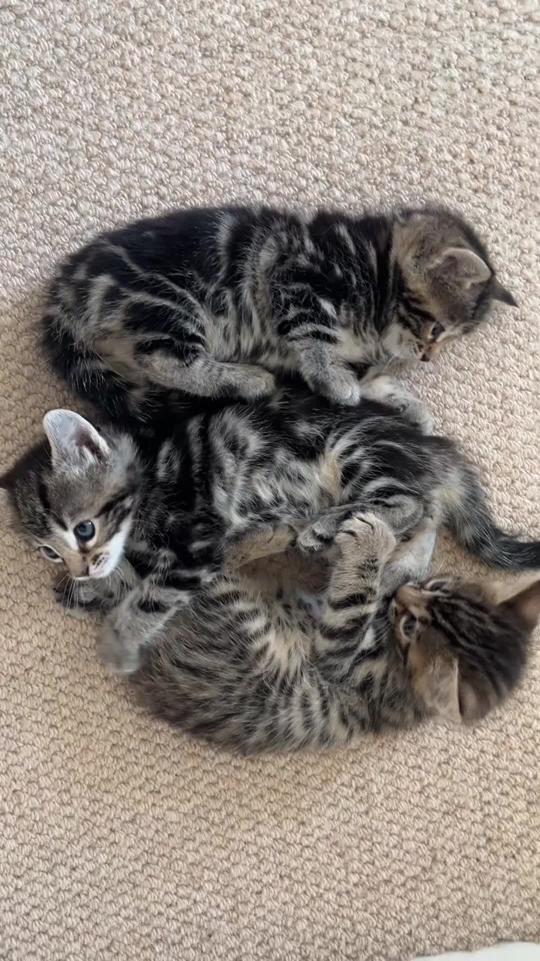 Mixed Breed cats for sale: Mixed Bengal Kittens  - Video 1