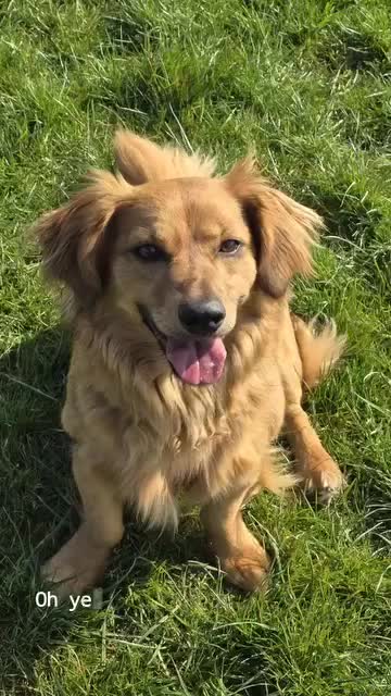 Mixed Breed dogs for adoption: 💖🐶 SANDY 🐶💖 - Video 1