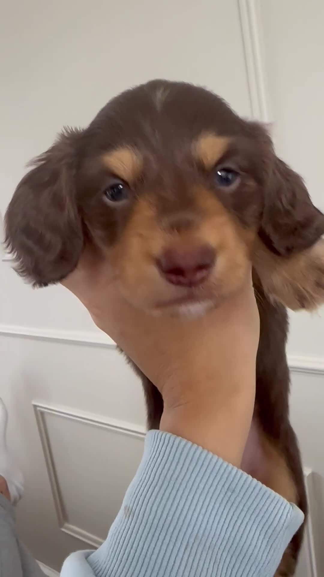 Miniature Dachshund dogs for sale: Exceptional quality long haired mini dachshunds - Video 2