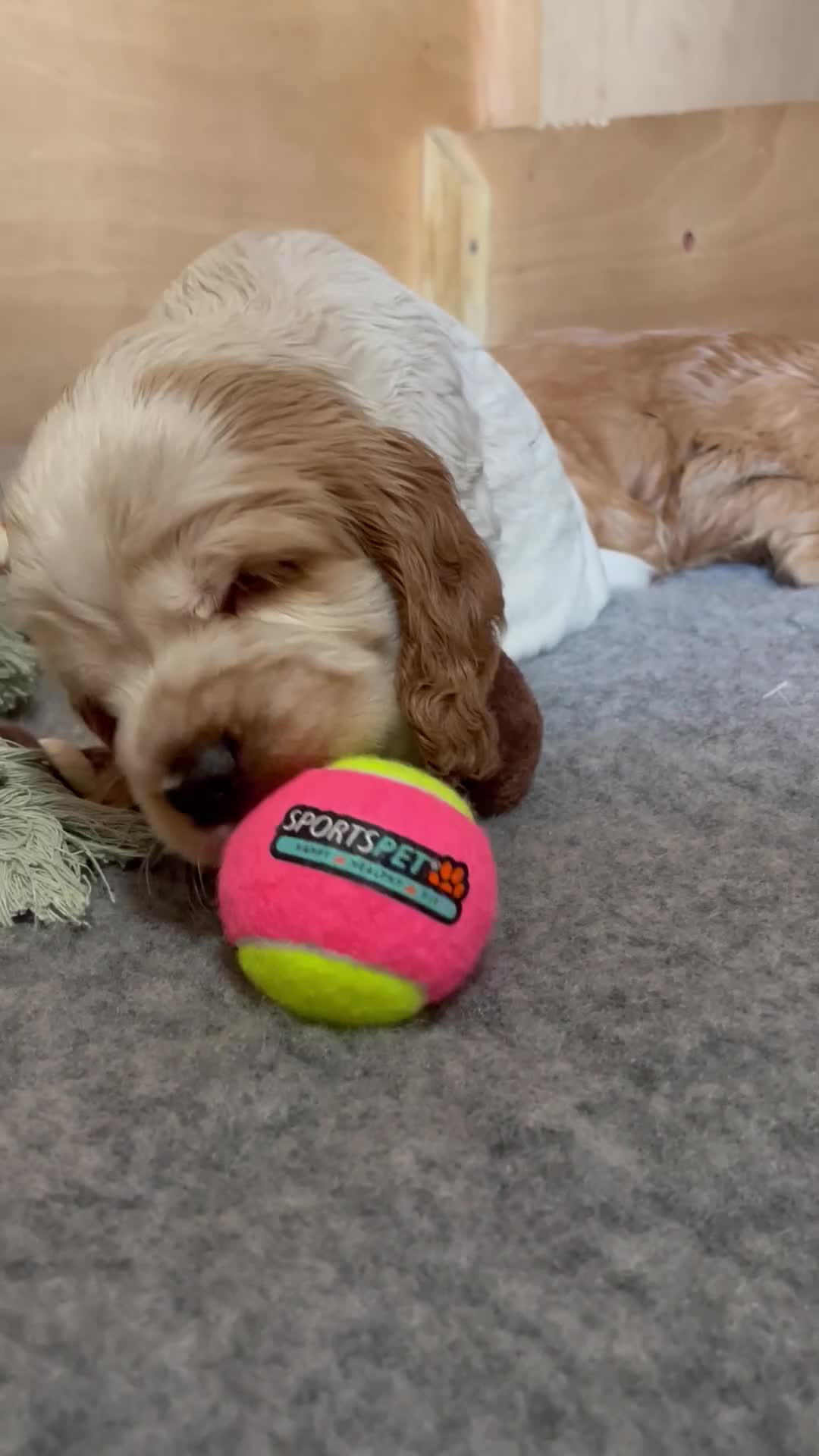 Cocker Spaniel dogs for sale: Cocker spaniels, KC, health checked puppies - Video 2