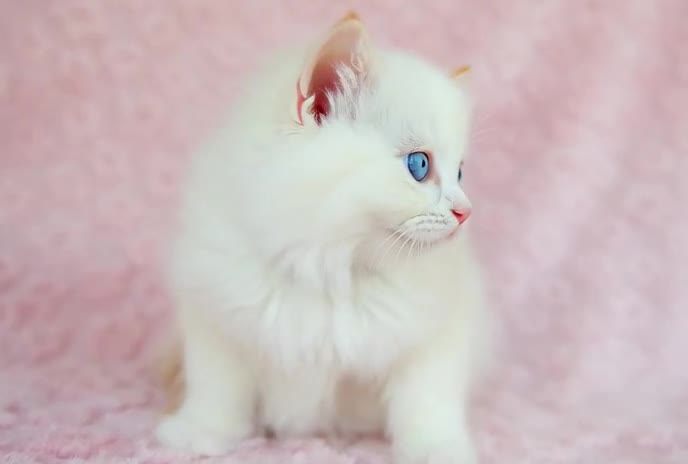 Ragdoll cats for sale: Stunning Ragdolls Available Now. - Video 1